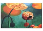 Orange Poppies