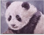 Baby Panda 1