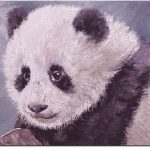 Baby Panda 1