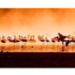 Flamingos in the Sunset